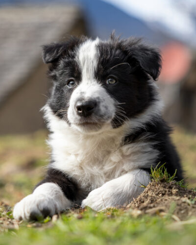 allevamento border collie domodossola