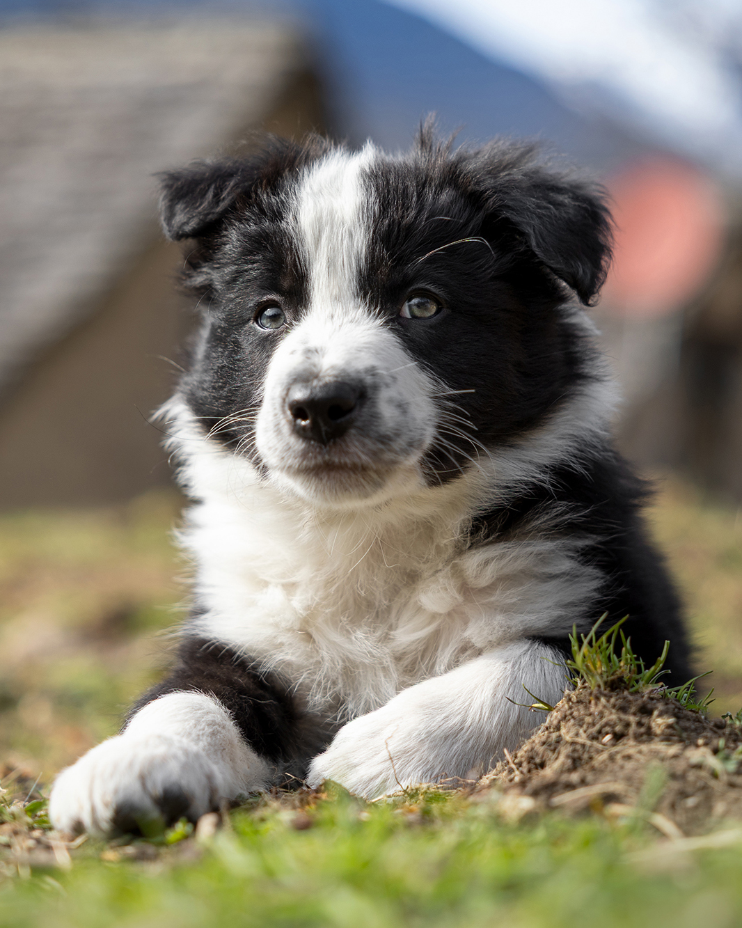 allevamento border collie domodossola