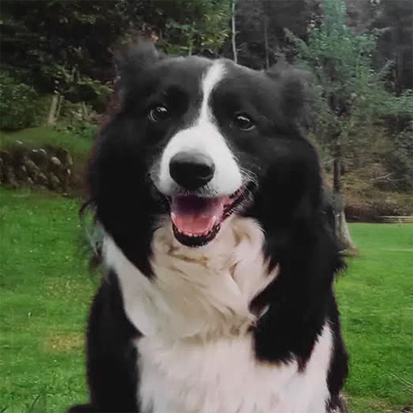 bayleis border collie