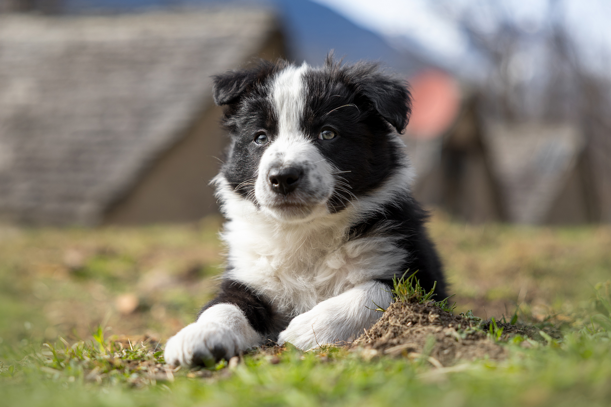Allevamento border collie