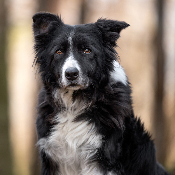 etabeta border collie