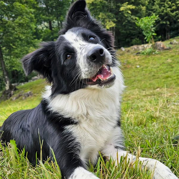 Ira border collie