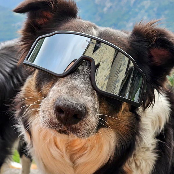 jetty border collie