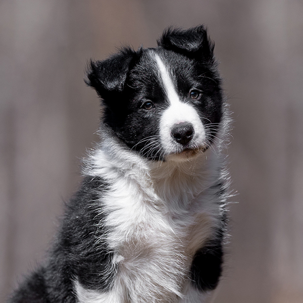 reep border collie