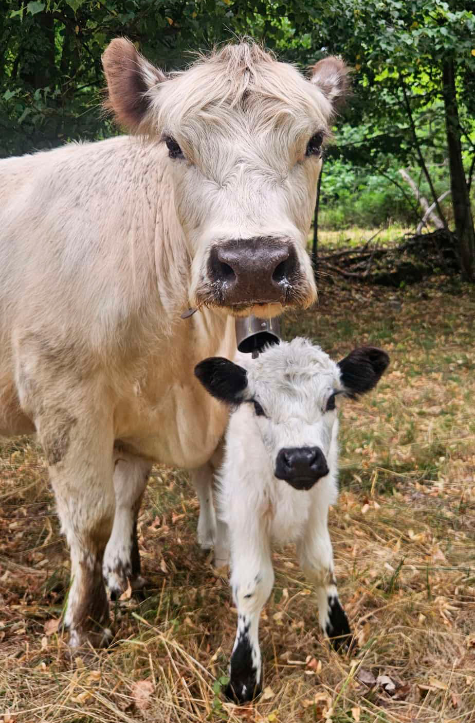 white galloway allevamento italia